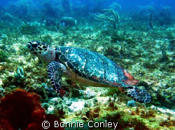 Turtle at Cancun seen this May.  Looks like he is flying.... by Bonnie Conley 